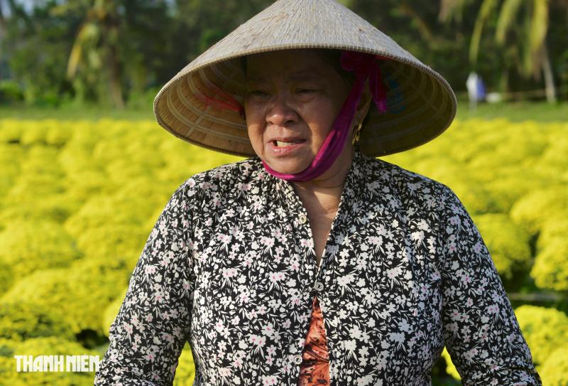 Hoa tết nở sớm, chủ vườn ở Chợ Lách bần thần khi khách trả giá 20.000 đồng/chậu- Ảnh 4.
