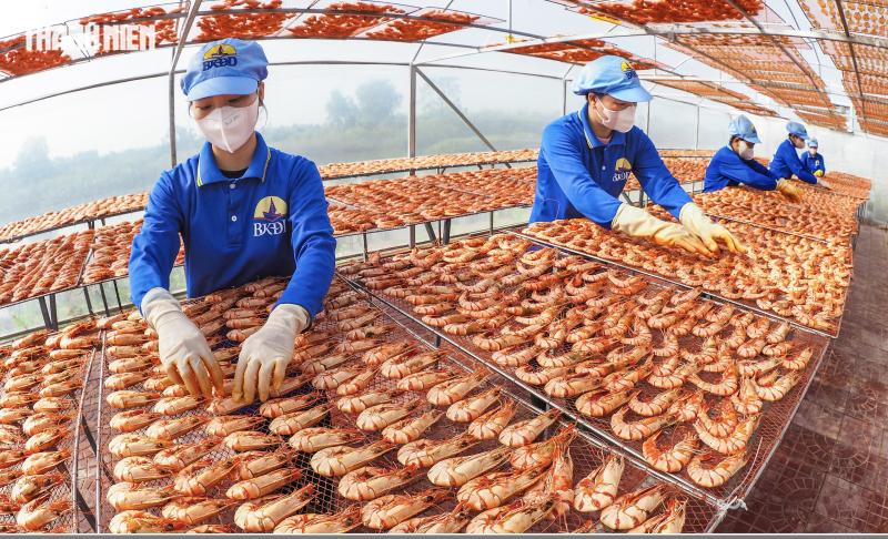 Tôm sú khô nguyên vỏ Cà Mau 'cháy hàng' dịp tết, giá 1,5 triệu/kg vẫn hút khách - Ảnh 6.