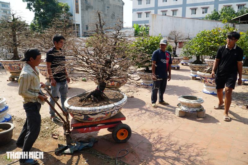 Mai tết đường Phạm Văn Đồng: “Chậu mai 300 triệu, khách trả 240 triệu vẫn chưa bán’ - Ảnh 1.