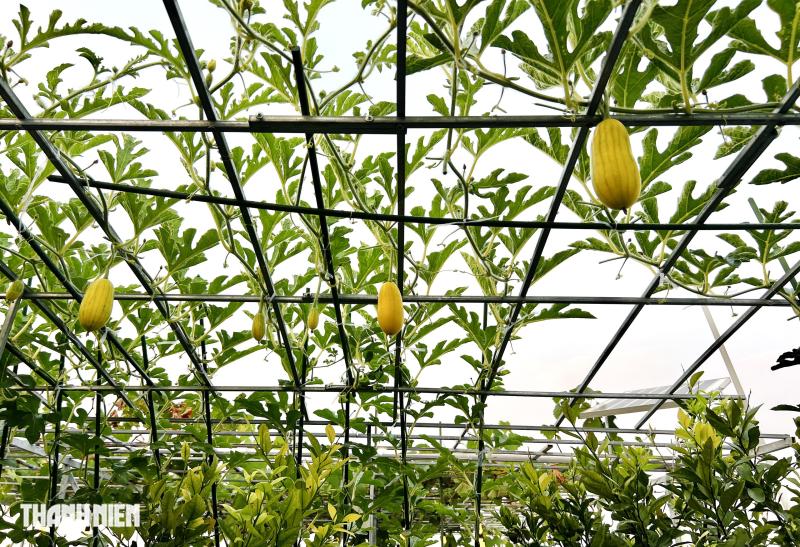 Sốc với giá hạt giống cà chua bạch tuộc, thành quả đáng đồng tiền  - Ảnh 12.