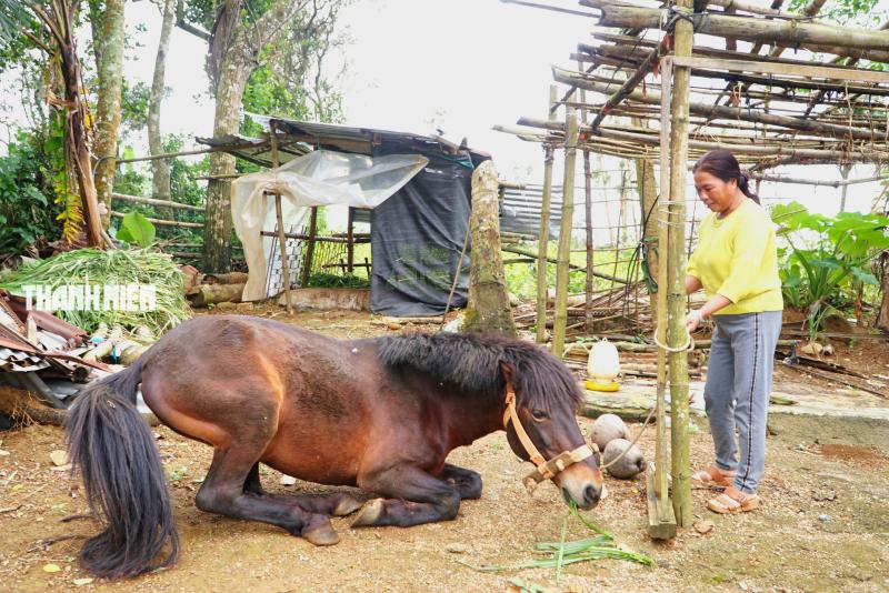 Ngựa thồ tên Hồng: Người bạn đồng hành của bà Nhung trên cao nguyên vân hòa - Ảnh 3.