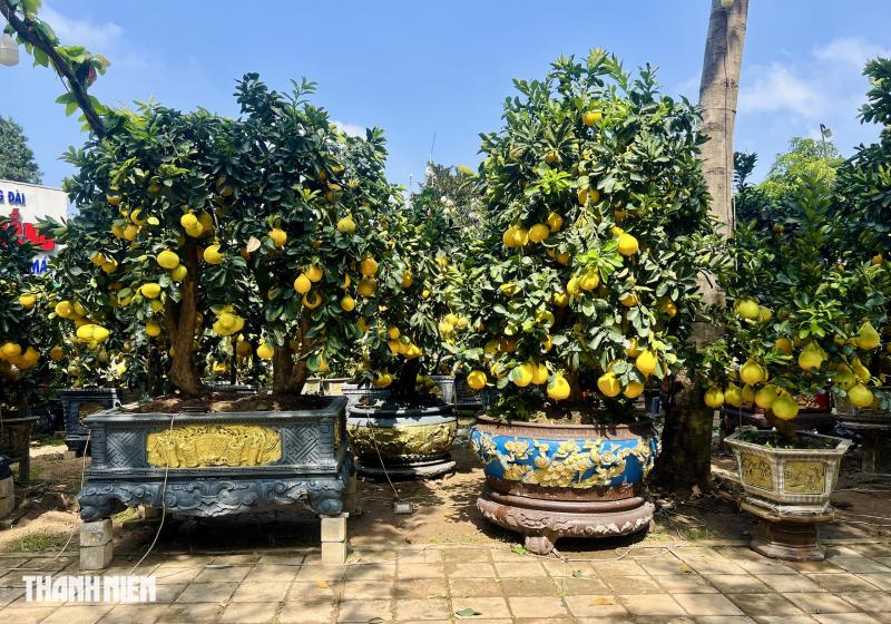 Chợ bưởi Diễn 'nôn' Tết Nguyên đán: Cây vừa vào TP.HCM đã có khách đặt - Ảnh 2.