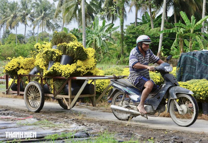 Nông dân buông tay, hoa tết nở sớm mãi mãi ở lại vườn - Ảnh 4.
