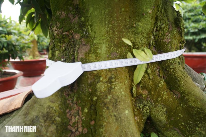 Mai tết tiền tỉ ở Thủ Đức: Những lão mai độc đáo không ai muốn bán - Ảnh 3.