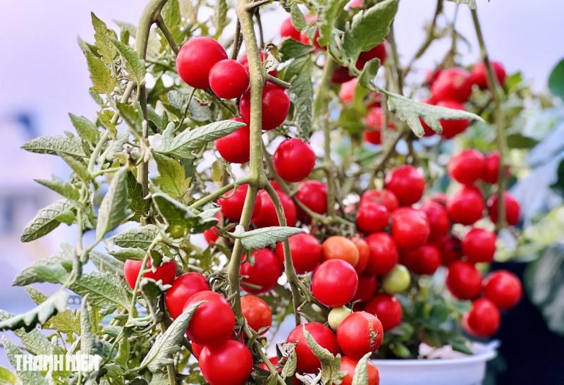 Sốc với giá hạt giống cà chua bạch tuộc, thành quả đáng đồng tiền  - Ảnh 5.