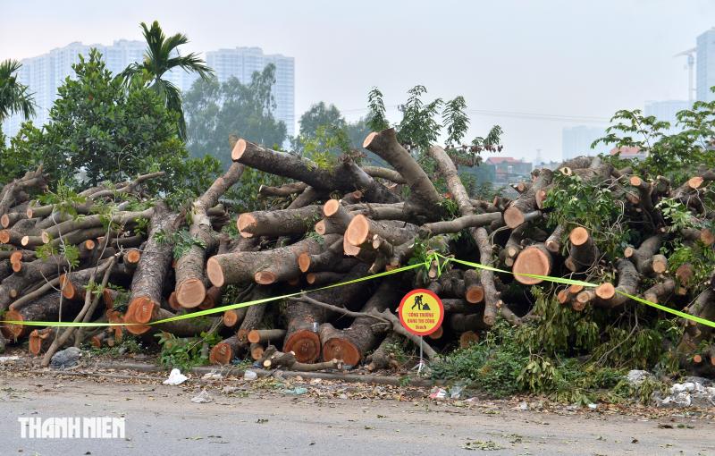 Hà Nội: Hàng xà cừ cổ thụ bị cưa phục vụ dự án đường gần 3.400 tỉ - Ảnh 13.