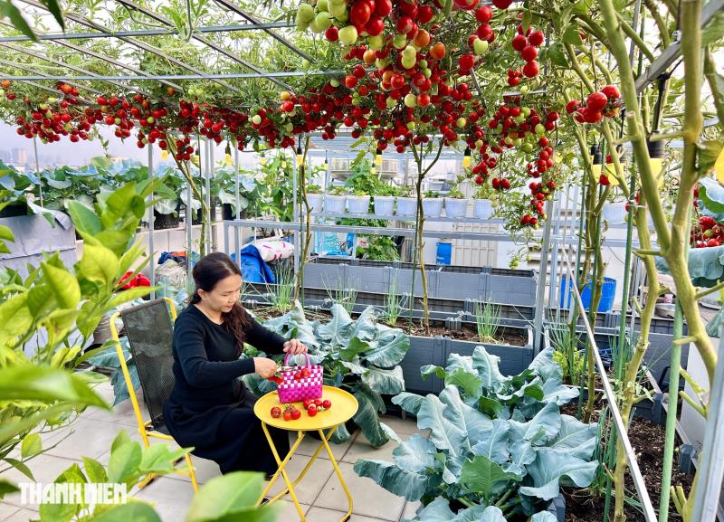 Sốc với giá hạt giống cà chua bạch tuộc, thành quả đáng đồng tiền  - Ảnh 10.