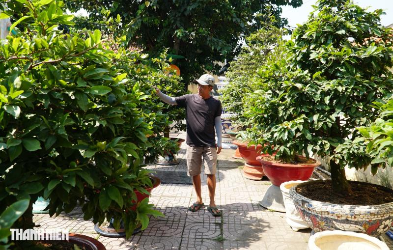 Mai tết đường Phạm Văn Đồng: “Chậu mai 300 triệu, khách trả 240 triệu vẫn chưa bán’ - Ảnh 5.