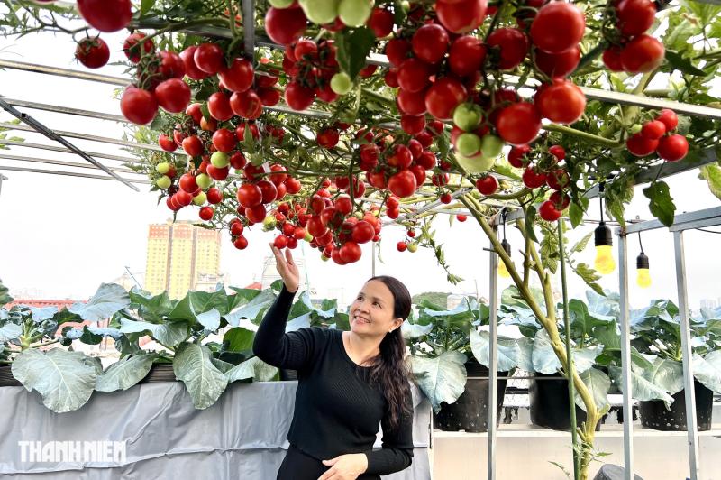 Sốc với giá hạt giống cà chua bạch tuộc, thành quả đáng đồng tiền  - Ảnh 7.