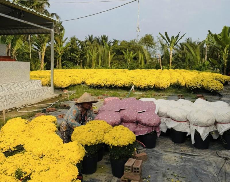 Giải cứu hoa tết ở TP.HCM giúp nông dân miền Tây: Câu chuyện bất ngờ - Ảnh 7.