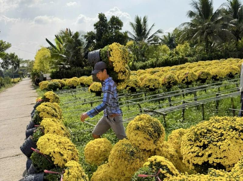 Giải cứu hoa tết ở TP.HCM giúp nông dân miền Tây: Câu chuyện bất ngờ - Ảnh 6.