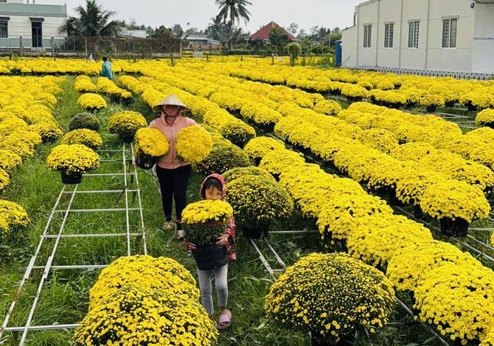 Giải cứu hoa tết ở TP.HCM giúp nông dân miền Tây: Câu chuyện bất ngờ - Ảnh 5.