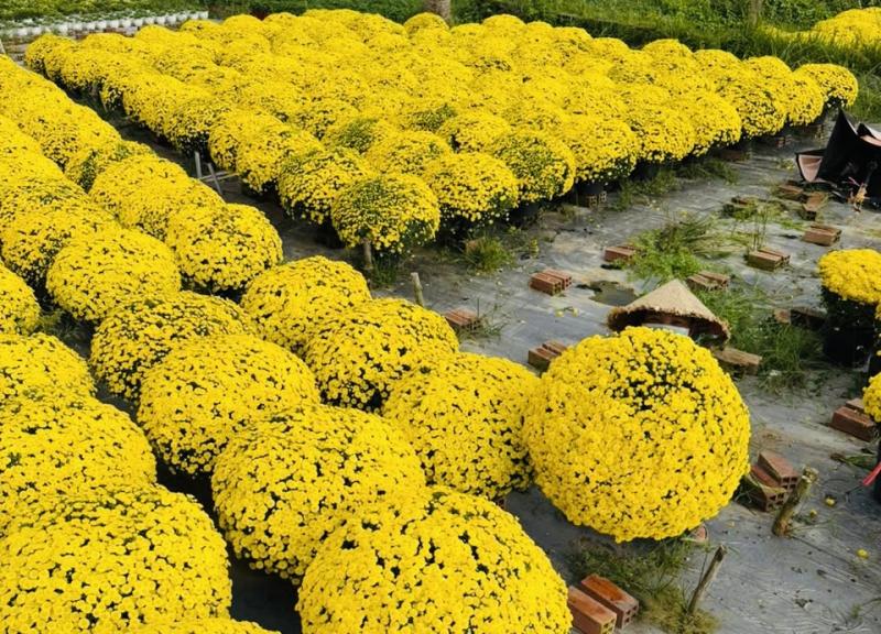 Giải cứu hoa tết ở TP.HCM giúp nông dân miền Tây: Câu chuyện bất ngờ - Ảnh 8.