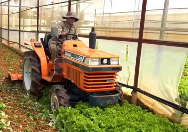 Nghịch lý rau Lâm Đồng từ sốt giá đến ế thừa chỉ trong một tháng- Ảnh 2.