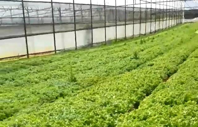 Nghịch lý rau Lâm Đồng từ sốt giá đến ế thừa chỉ trong một tháng- Ảnh 3.