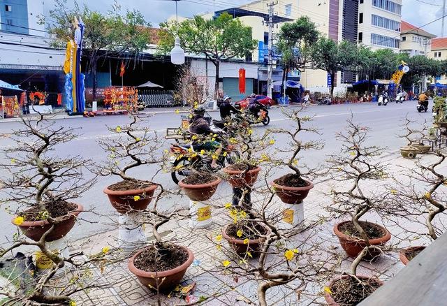 Khánh Hòa cho phép bán hoa tết trên vỉa hè- Ảnh 1.
