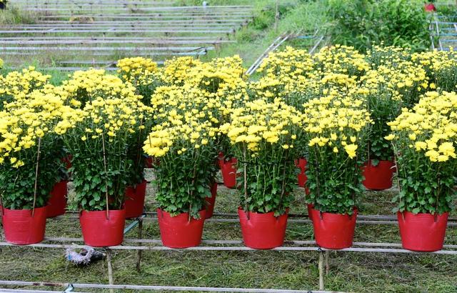 Nông dân Chợ Lách cầu cứu bán hoa tết cúc Hà Lan nở sớm - Ảnh 4.