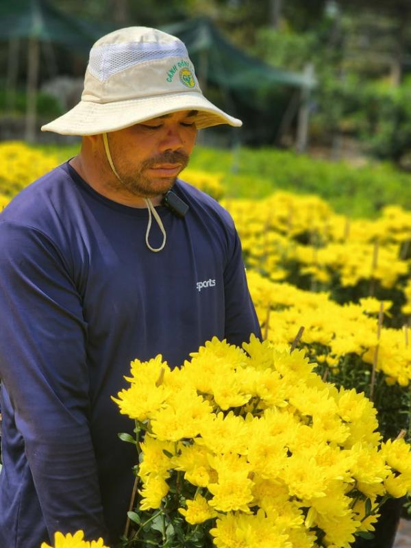 Nông dân Chợ Lách cầu cứu bán hoa tết cúc Hà Lan nở sớm - Ảnh 3.