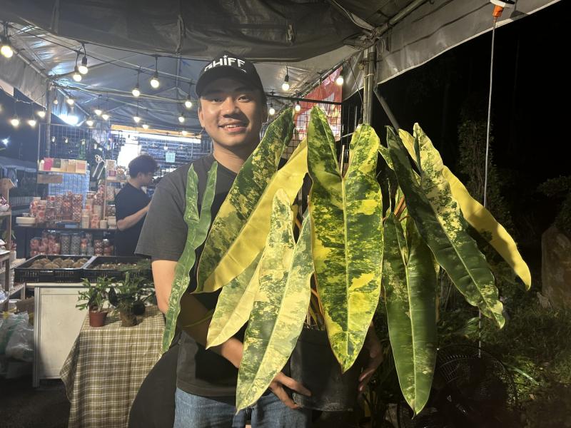 Loại cây nào từng có giá 1 tỉ đồng/lá, nay chỉ còn vài triệu đồng/cây?- Ảnh 1.