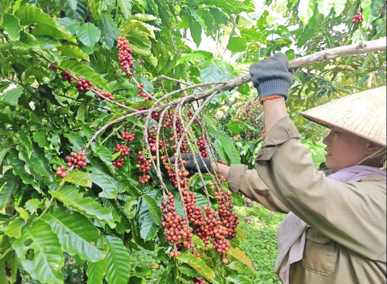 Nông sản được mùa, nông dân phấn khởi- Ảnh 1.