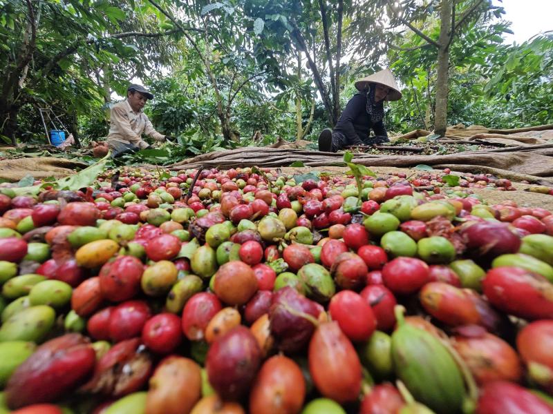 Làm gì để xuất khẩu nông sản lặp lại kỳ tích?- Ảnh 1.
