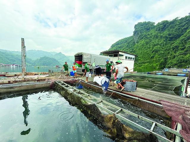 Về xứ Mường: 'Quái ngư' sông Đà trong cỗ lá Mường - Ảnh 2.