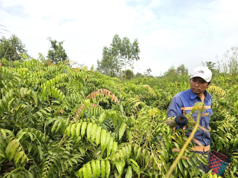 Mưu sinh bằng rau choại:Những phận đời tự lực cánh sinh bên lề đường Trần Văn Giàu - Ảnh 7.