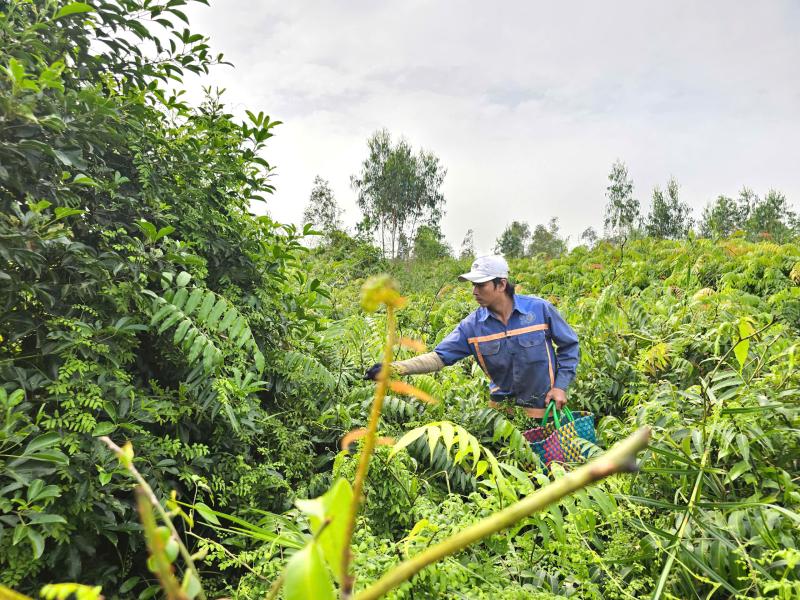 Mưu sinh bằng rau choại:Những phận đời tự lực cánh sinh bên lề đường Trần Văn Giàu - Ảnh 6.