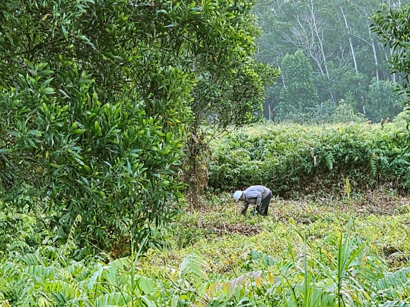 Mưu sinh bằng rau choại:Những phận đời tự lực cánh sinh bên lề đường Trần Văn Giàu - Ảnh 4.