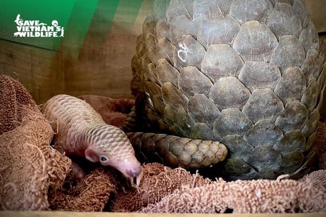 Tê tê mẹ được giải cứu hạ sinh tê tê con khỏe mạnh, phản xạ nhanh - Ảnh 1.