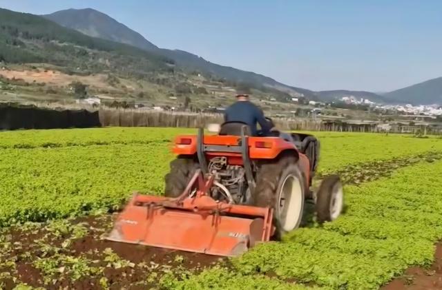 Nghịch lý rau Lâm Đồng từ sốt giá đến ế thừa chỉ trong một tháng- Ảnh 1.