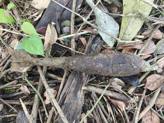 Quảng Ngãi: Làm rẫy, phát hiện quả bom nặng 50 kg tồn sót sau chiến tranh - Ảnh 3.