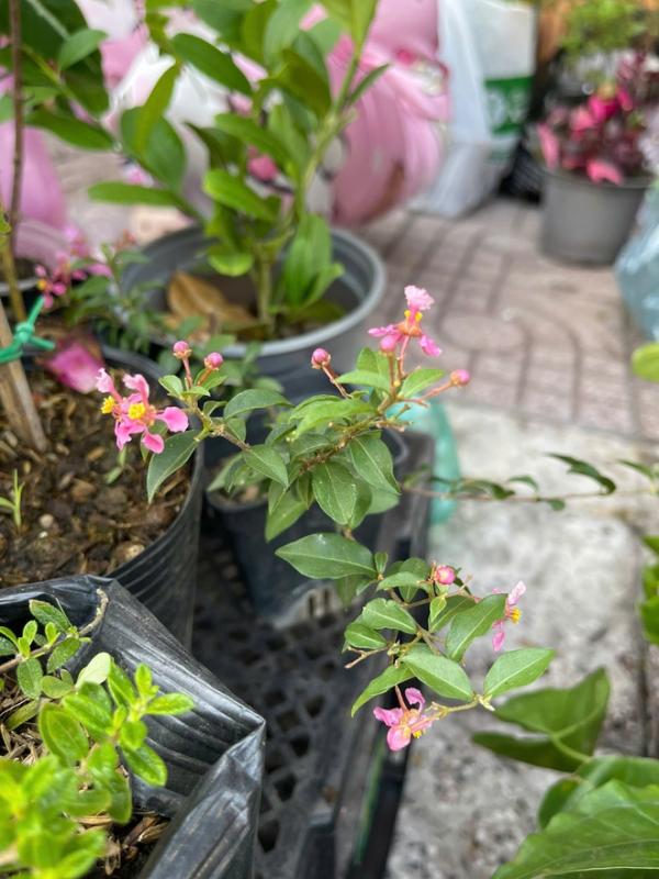 Đi chợ cây độc lạ: Đủ loại cây giá chỉ vài ngàn đồng- Ảnh 4.
