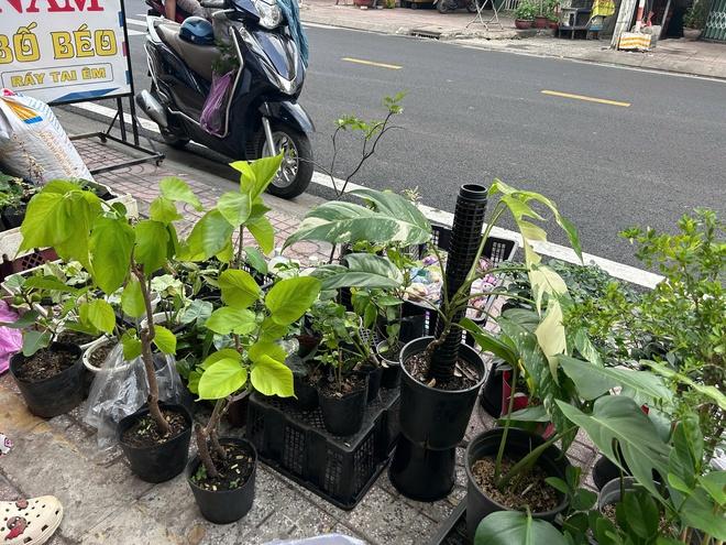 Đi chợ cây độc lạ: Đủ loại cây giá chỉ vài ngàn đồng- Ảnh 6.