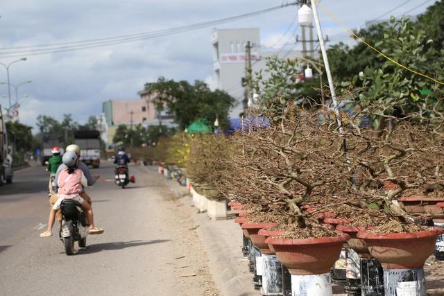 Mai vàng An Nhơn ở Gia Lai tiến ra quốc lộ 1 mong mùa tết bội thu- Ảnh 1.