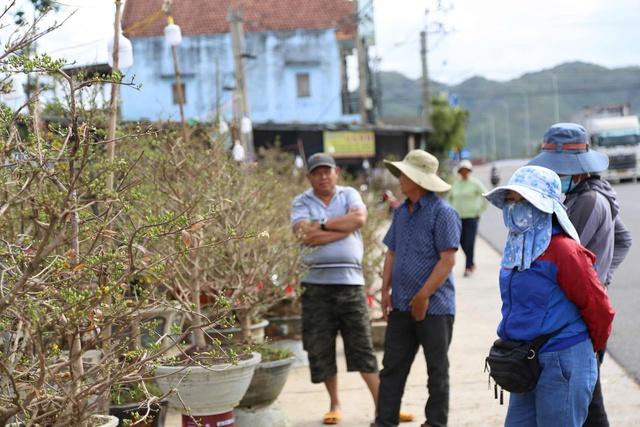 Mai vàng An Nhơn ở Gia Lai tiến ra quốc lộ 1 mong mùa tết bội thu- Ảnh 2.