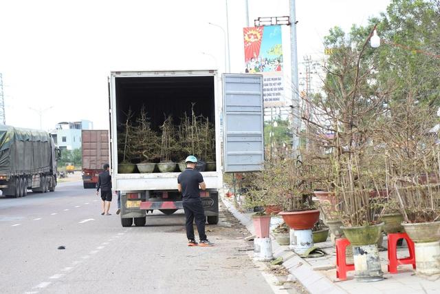 Mai vàng An Nhơn ở Gia Lai tiến ra quốc lộ 1 mong mùa tết bội thu- Ảnh 4.