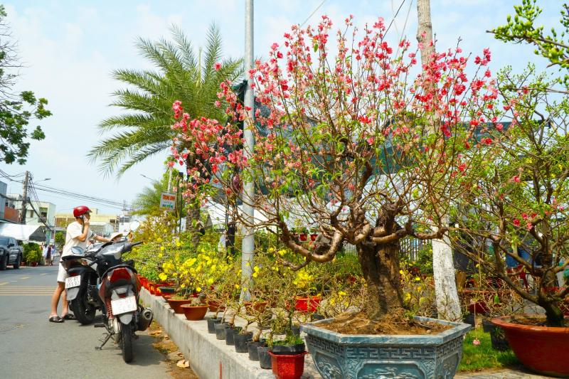 Bất ngờ giá hoa đào ' độc nhất ' ở chợ hoa Cần Thơ Tết Nguyên đán 2026 - Ảnh 1.