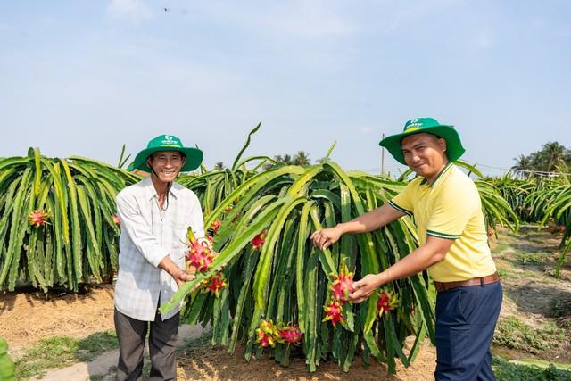 Phân bón Cà Mau tiên phong triển khai chuỗi mô hình canh tác năng suất cao- Ảnh 2.