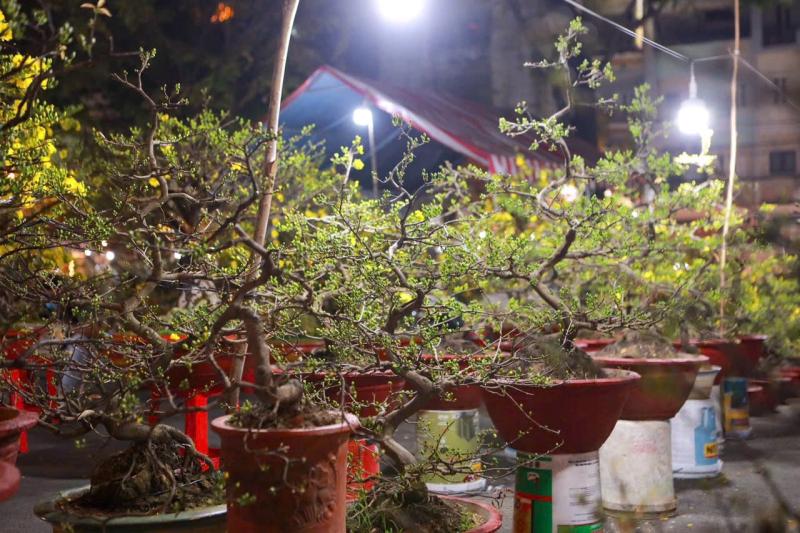 28 Tết: Anh Tuấn Ôm 110 chậu mai vàng chờ khách giữa phố thị TP . HCM - Ảnh 2.