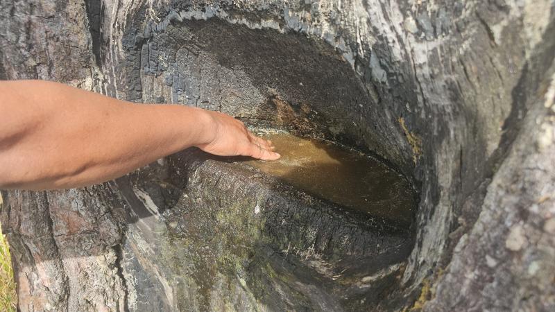 Cánh đồng châu Âu ở Tà Lài: Khám phá nguồn gốc và đời sống độc đáo - Ảnh 7.