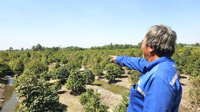 Người trồng mai Bình Lợi lo lắng vì mai vàng ế ẩm, vận chuyển khó khăn - Ảnh 4.
