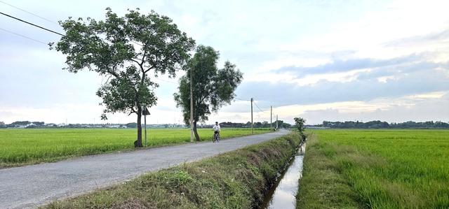 Cánh đồng lúa Xuân Thới Sơn: Điểm đến check in lý tưởng cho giới trẻ - Ảnh 4.