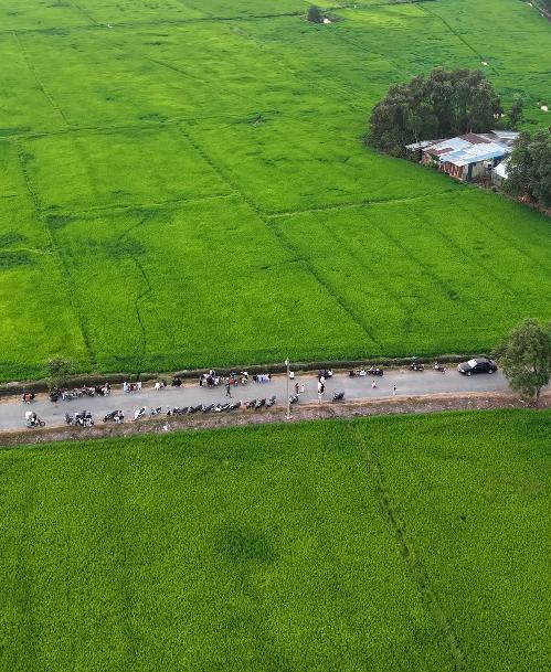 Cánh đồng lúa Xuân Thới Sơn: Điểm đến check in lý tưởng cho giới trẻ - Ảnh 1.