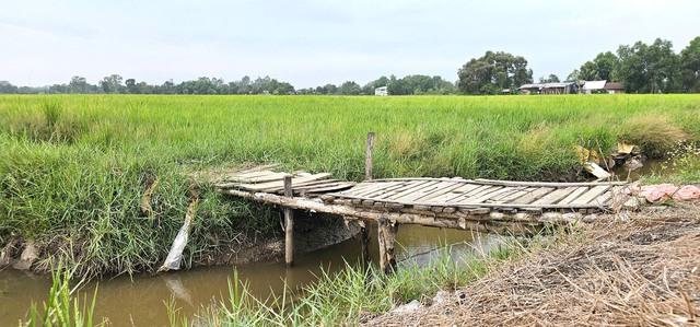 Cánh đồng lúa Xuân Thới Sơn: Điểm đến check in lý tưởng cho giới trẻ - Ảnh 5.