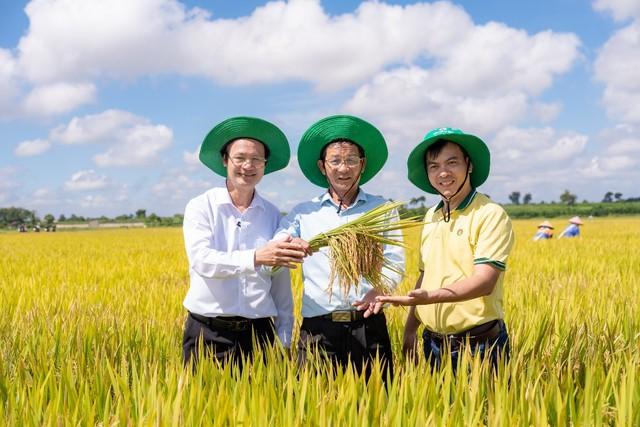 Phân bón Cà Mau tiên phong triển khai chuỗi mô hình canh tác năng suất cao- Ảnh 4.