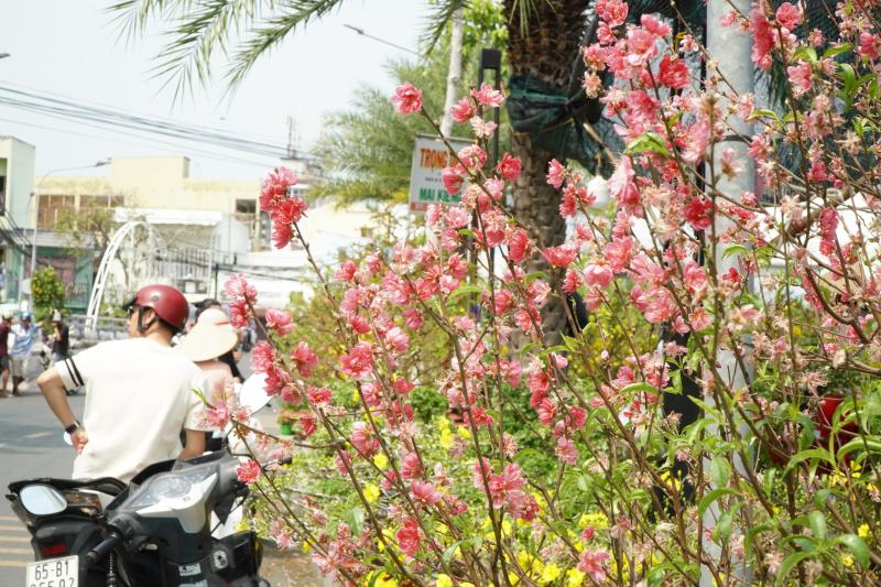 Bất ngờ giá hoa đào ' độc nhất ' ở chợ hoa Cần Thơ Tết Nguyên đán 2026 - Ảnh 3.