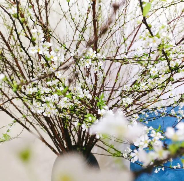 Mẹo nhỏ để tuyết mai nở đẹp, đúng dịp tết không phải ai cũng biết - Ảnh 2.