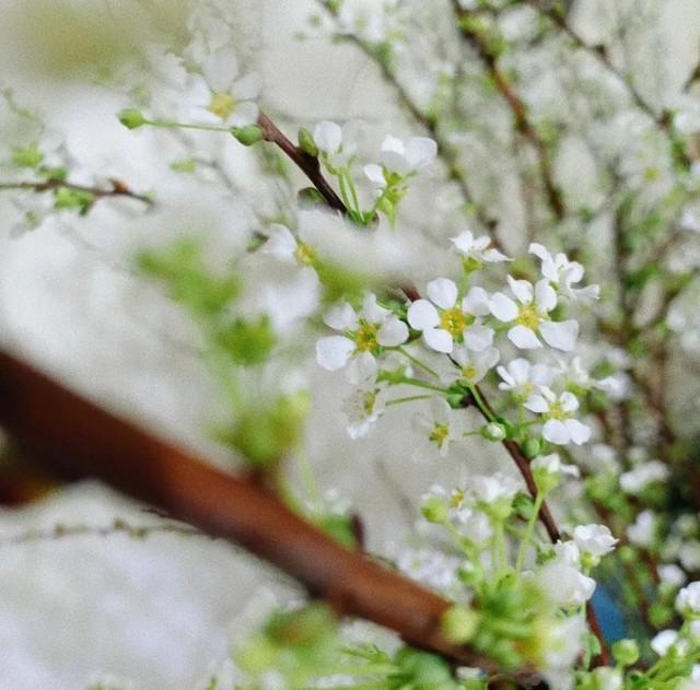 Mẹo nhỏ để tuyết mai nở đẹp, đúng dịp tết không phải ai cũng biết - Ảnh 3.