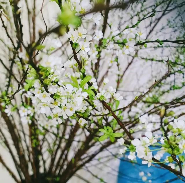 Mẹo nhỏ để tuyết mai nở đẹp, đúng dịp tết không phải ai cũng biết - Ảnh 1.
